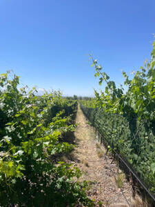 Finca 9,17 Hectareas, Valle De Uco, Los Chacayes. Mza.