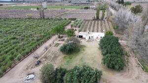 Finca de 11ha con Membrillo y Ciruela D° de Riego y Pozo