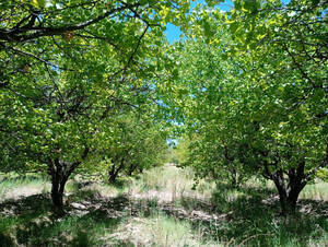 Finca De 3 Has. San Rafael, Provincia De Mendoza