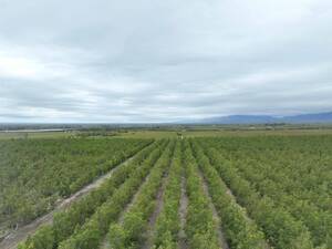Finca implantada con Nogales - Tunuyan 123 ha