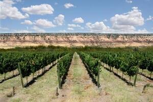 Finca Para Viñedos 50 Ha - Casa De Piedra, La Pampa