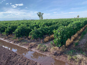 Finca Productiva 25 Ha Colonia Los Álamos, Maipú.