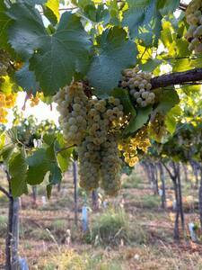 Finca Vignoni 57,09 ha con viñedos, riego por goteo y mejoras