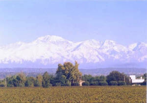 Finca Y Bodega Premium En Producción Mendoza 46 Ha