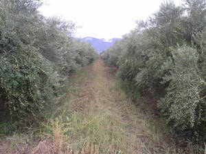 Fincas Con Olivos En San Juan