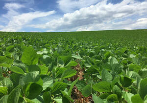 Formosa Empresa Agropecuaria 6000 Ha