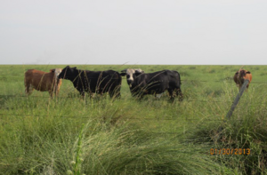 Campo en venta De 5000 Has En Fortín Olmos, Santa Fe