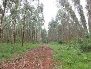 Gdor. Virasoro - 1458 ha - Corrientes