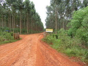 Gdor. Virasoro - 2701 ha - Corrientes