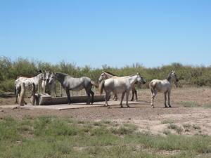 Gral. Alvear 74.000 Ha -Mendoza