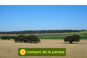 LA PAMPA - VENTA CAMPO 600 HA CALDENAL Y CULTIVO EN DEPARTAMENTO TOAY 