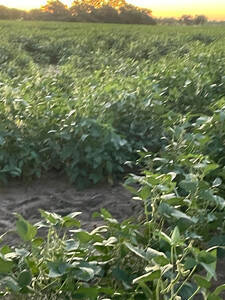 Vendo Campo En Chaco Las Breñas 88 Has Agricolas