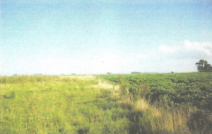 Campo en Venta Mixto 1000 has. Magdalena