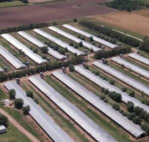 MEGA GRANJA AVíCOLA EN VENTA PEDERNALES, 25 DE MAYO, BUENOS AIRES