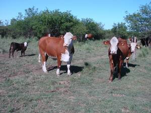 Lp0174 Mixto Rancul La Pampa Venta