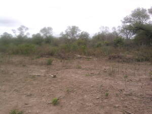 Vendo Campo En Santiago Del Estero Ojo De Agua 600 Has