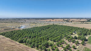 Plantacion Nuez Pecan - General Rodriguez 62 Has