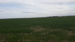 Vendo Campo En Cordoba Proximo A Villa Del Rosario