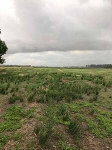 Campo/Quinta/chacra a 8 cuadras del centro. Suipacha, Buenos Aires