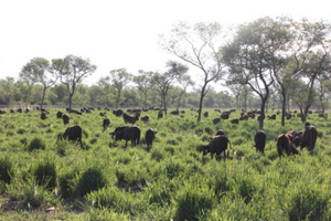 Campo De 9242 Has En Las Delicias, Santiago del Estero
