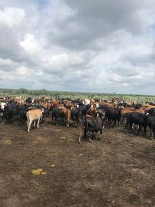 Vendo Campo En Santiago Del Estero Sol De Julio 1000 Ha