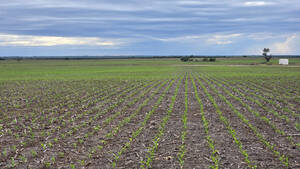 Vendo 1300 Ha Agricolas Villa Mercedes