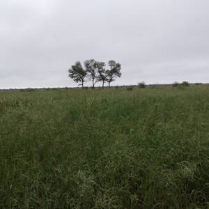 Vendo 1300 Ha. Suncho Corral - Santiago Del Estero.