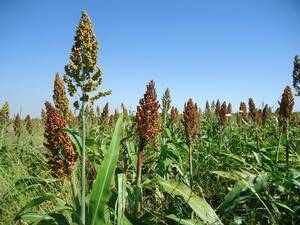 En Venta Campo 1380Ha Ganaderas. Logroño - Sta Fe