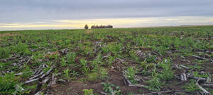 Vendo 1900 Ha Agricolas Ganaderas Gral Madariaga