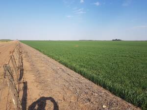 En Venta Campo Agrícola 215 Ha. Rio Cuarto - Córdoba
