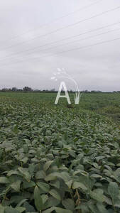 Vendo 225 Has Agricolas - Santa Margarita