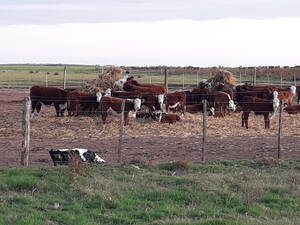 Vendo 3500 Ha Campo Ganadero Laboulaye