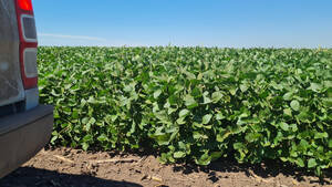 En Venta Campo Agrícola 800 Ha. Vicuña Mackenna - Cba