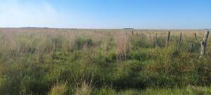 Vendo campo 120 hectáreas .