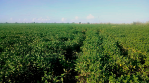 Vendo Campo Agrícola En Aranguren 60 Ha