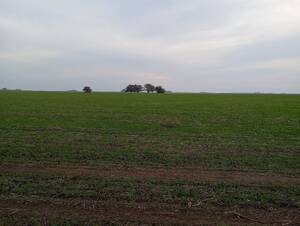 Vendo Campo de 7 hectáreas 