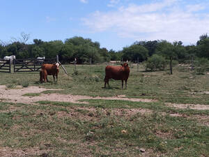 Vendo Campo En Alto Pencoso San Luis