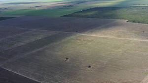 Vendo Campo En San Luis Naschel 200 Has Agricolas