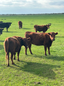 Vendo Campo Mixto 550 Ha Don Cristóbal -