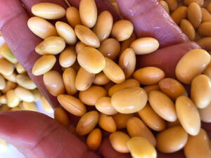 Vendo Planta Extractora De Aceite Y Alimentos Balanc.