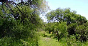 Venta 79 Ha De Monte En San Luis