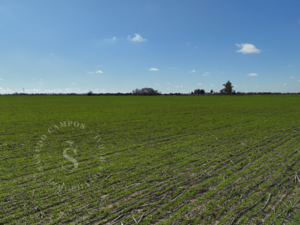 Venta Campo Agrícola. 87 Ha. Santa Maria, Santa Fe