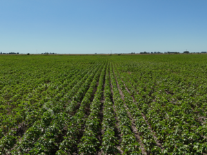 Venta Campo Agrícola. Calchaquí, Santa Fe. 69 Hectáreas