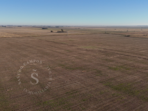 Venta Campo Agrícola. Díaz, Santa Fe. 160 Ha.