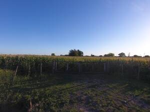 Venta Campo Agrícola. 16 ha. Recreo, Santa Fe.