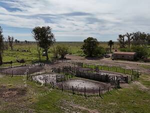 Venta Campo Ganadero. 451 hectáreas. Elisa, Santa Fe.