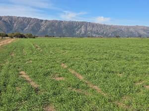 Venta de 800 Ha MIXTAS Merlos San Luis