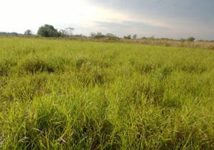 Venta De Campo Mariano Boedo, Formosa. 1600 Ha Ganadera