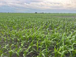 Villa Minetti 3700 ha Agrícolas a la Venta