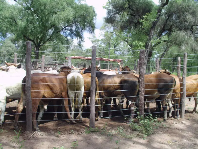 Campo Ganadero Armado 524 Has Jj Castelli Chaco Agrofy